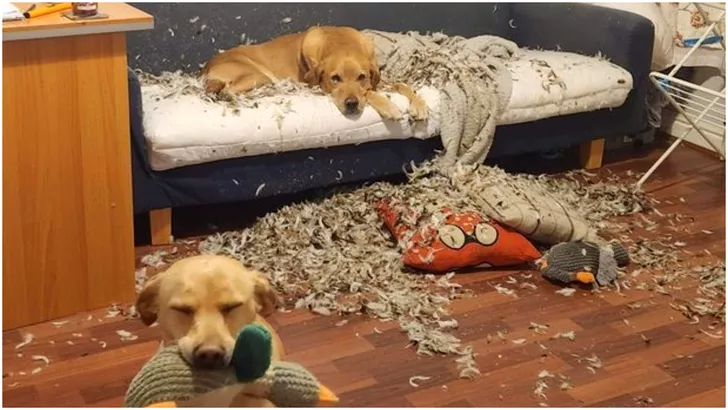 Câinii care au distrus o canapea de 500 de lire sterline