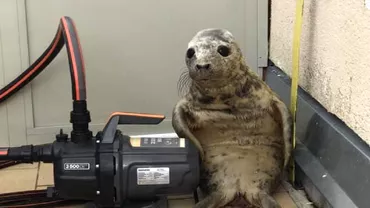 O foca a incercat sa fuga dintrun centru pentru animale marine dar nu ia iesit Cum a fost gasita