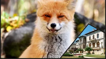 O vulpe a fost surprinsa la Palatul Cotroceni Ce spune un medic veterinar despre prezenta animalului in zona