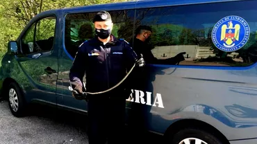 Invazie de serpi intro localitate din Prahova Jandarmii au intervenit de urgenta