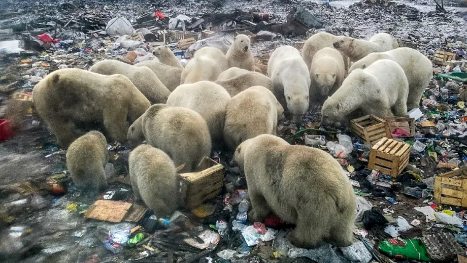 Consecintele schimbarilor climatice Ursii polari au ajuns sa caute hrana printre gunoaie