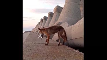 Vulpe filmata in timp ce strange pesti in gura pe digul din portul Constanta Video
