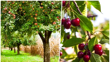 Ce tratamente este bine sa faci pomilor fructiferi in luna iunie Cea mai simpla metoda