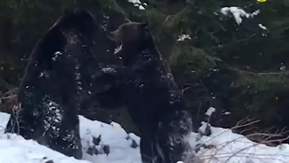 Imagini de colectie filmate de padurari la Suceava Doi ursi feroce sau luat luat la bataie Video