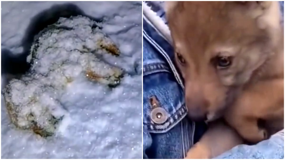 A găsit un pui de animal înghețat și l-a dus acasă, crezând că e câine. Descoperirea făcută câteva luni mai târziu