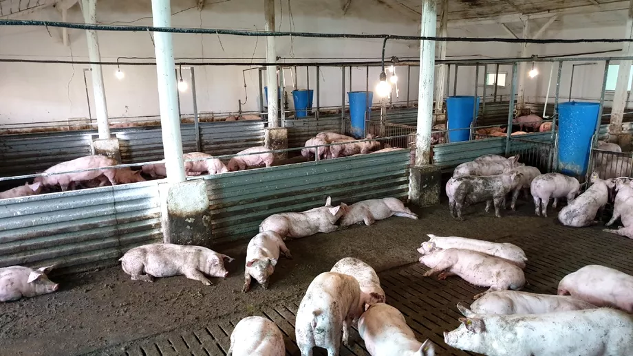Peste 31000 de porci sacrificati la o ferma din Olt Focar de pesta porcina descoperit de autoritati