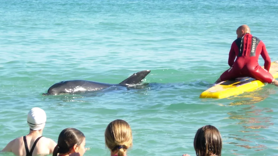 Pui de delfin salvat de salvamari si ISU Dobrogea la Mamaia Video