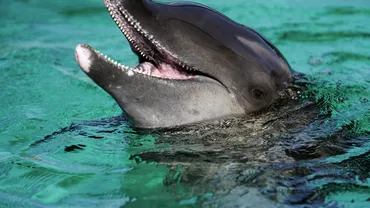Imagini dramatice cu o mama delfin care incearca sasi salveze puiul inainte de a muri inghititi de titei Video