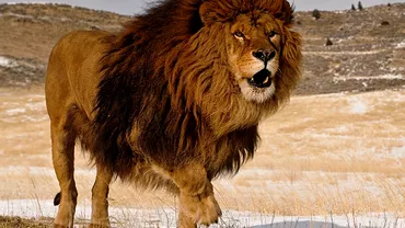 Sfatul Zilei de azi 14 iunie Leul uita ca este regele junglei