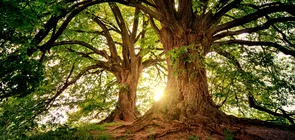 Copacul a carui seva reduce nivelul de stres si imbunatateste digestia E foarte raspandit in Romania
