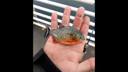 Un pește Pirahna a fost găsit în Crișul Repede. Garda de Mediu încercă...