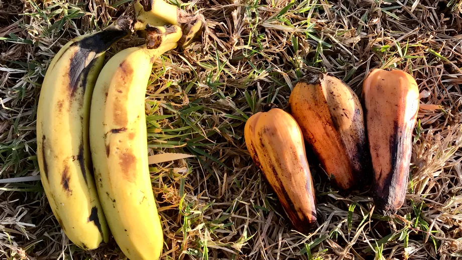 Alimentul care ar putea scapa de foamete zeci de milioane de oameni Este inrudit cu banana poate fi cultivat in orice perioada si poate fi recoltat oricand