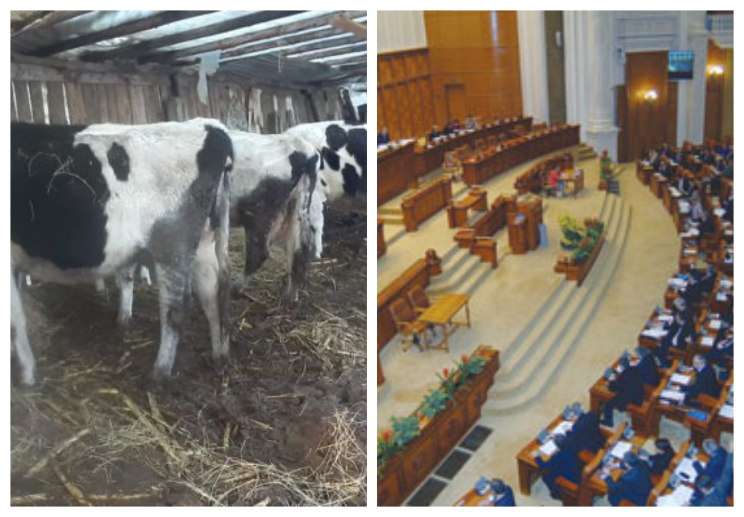 Laptele de vacă colectat și producția de produse lactate