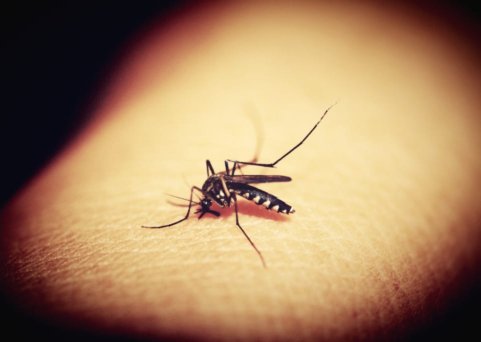 Cele mai simple metode ca să scapi de țânțari. Trucurile minune care nu dau greș