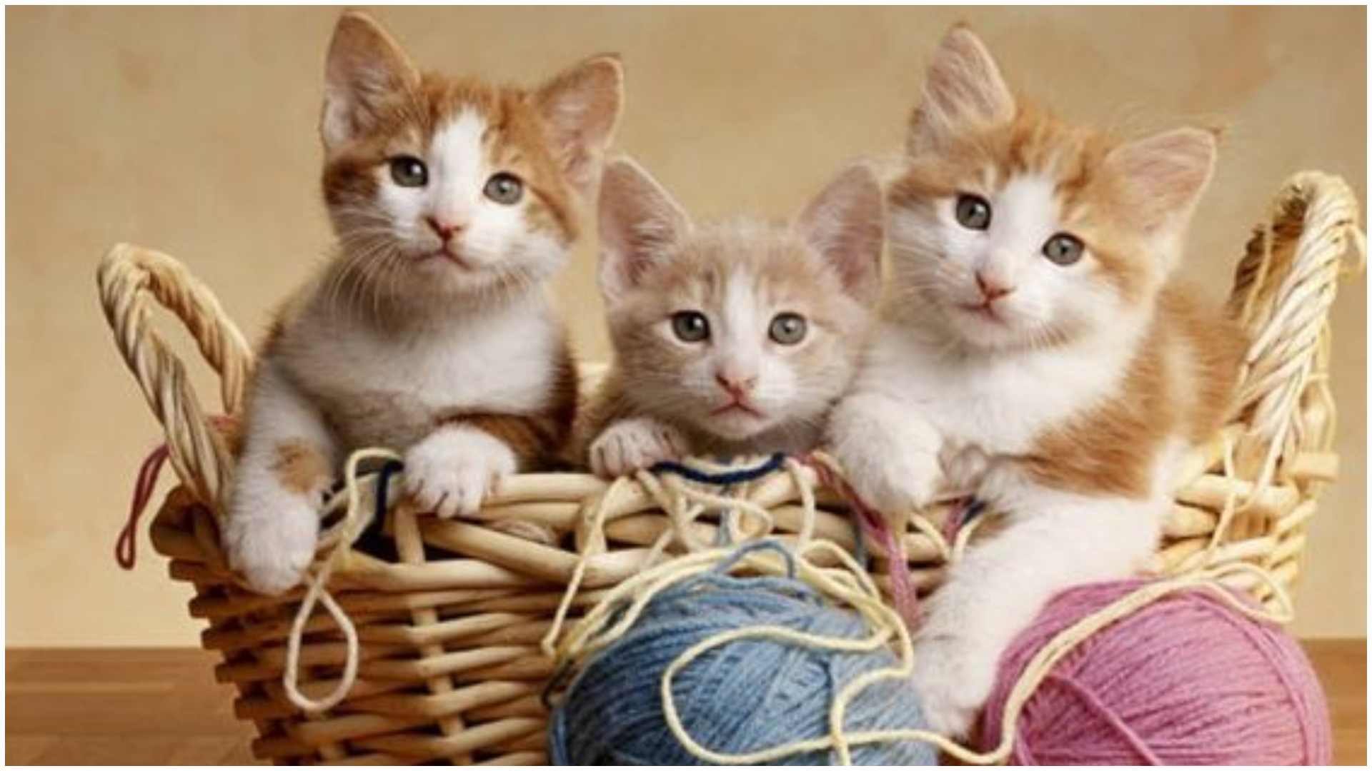Ziua internațională a pisicii. Top 5 cele mai ciudate rase de feline din lume