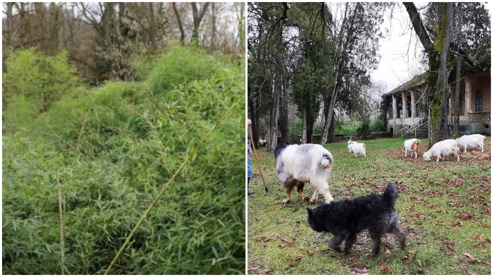 Plantația unică din România pe care acum o pasc caprele. Este atât de mare, încât “înghite” un celebru conac